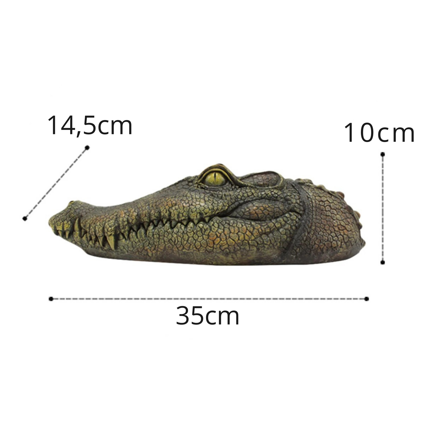 Tête de crocodile flottante, décoration aquatique.